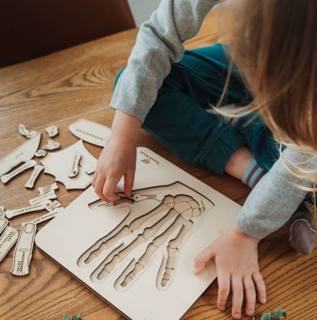 developmental-toy-anatomy-for-children-soundswood