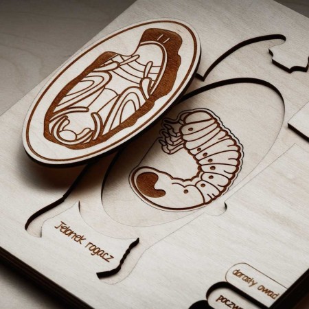 natural-wooden-puzzle-montessori-beetle-soundswood